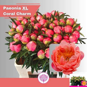 PAEO CORAL SUNSET