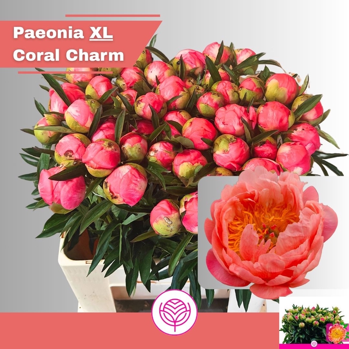 <h4>PAEO CORAL SUNSET</h4>