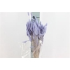 Dried Lagurus Bleached Lavender Bs