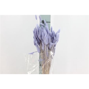 Dried Lagurus Bleached Lavender Bs