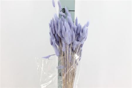 <h4>Dried Lagurus Bleached Lavender Bs</h4>
