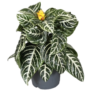 Aphelandra Squarrosa