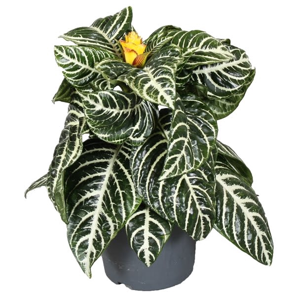 <h4>Aphelandra Squarrosa</h4>