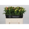 Paeonia Coral Sunset