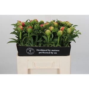 Paeonia Coral Sunset