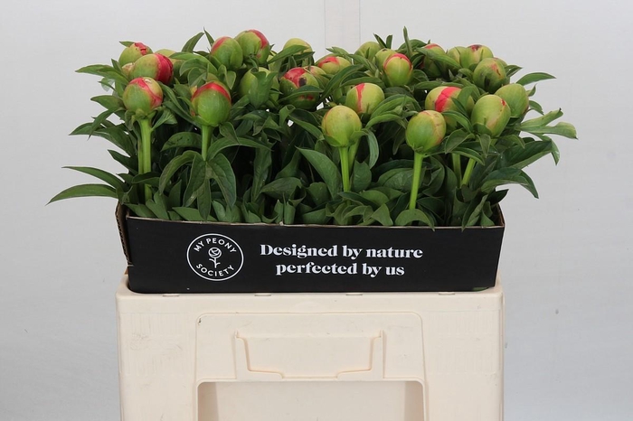 <h4>Paeonia Coral Sunset</h4>