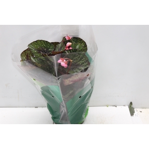 BEGONIA REX P17 PO