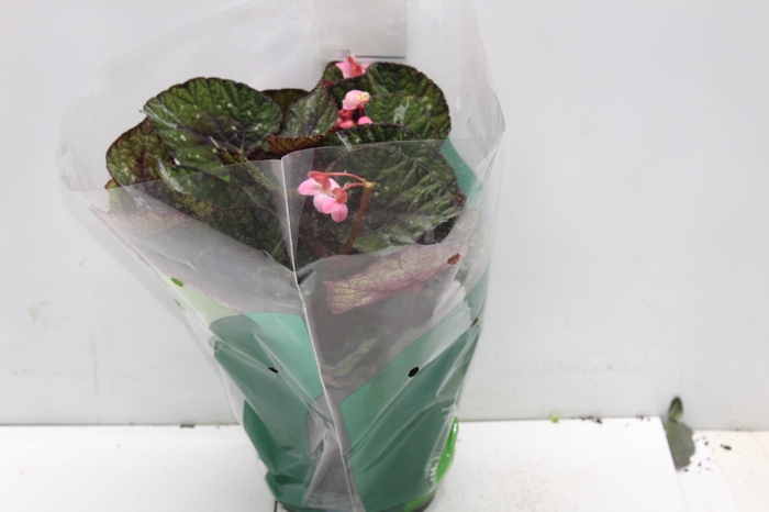 BEGONIA REX P17 PO