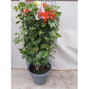 PEL PELT BALKON ROOD