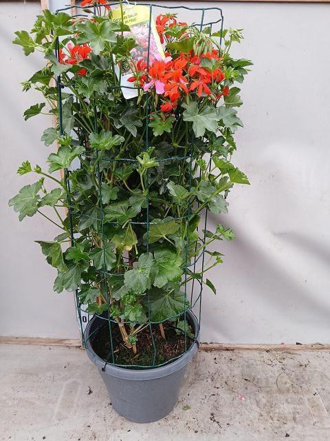 <h4>PEL PELT BALKON ROOD</h4>
