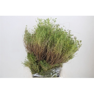 Euph Spinoza Long 500gr P Bunch