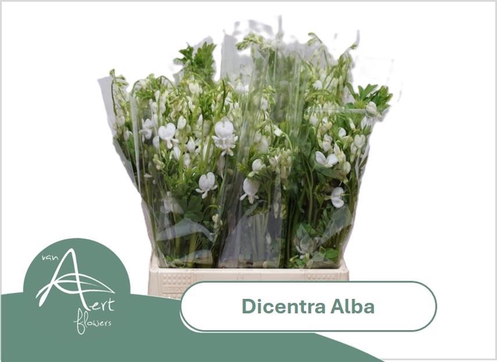 <h4>DICE SP ALBA</h4>