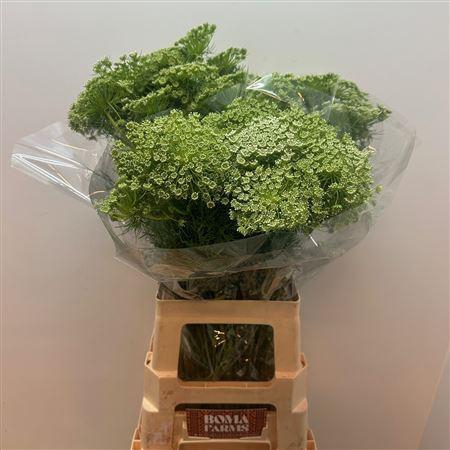 <h4>Ammi Visnaga</h4>