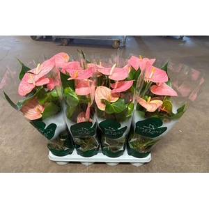 Anthurium Andr. Colorado