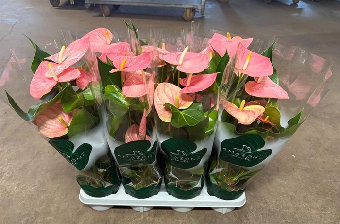 <h4>Anthurium Andr. Colorado</h4>