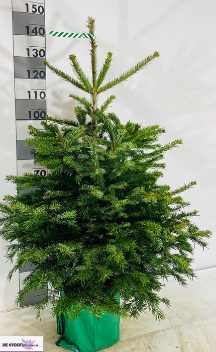 <h4>ABIES NORDMANNIANA</h4>