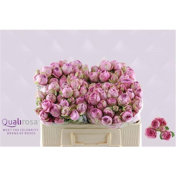 <h4>R Tr Lavender Lace</h4>