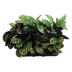 CALATHEA SPECIES p9 mix