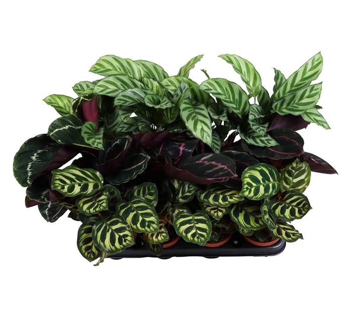 <h4>CALATHEA SPECIES p9 mix</h4>