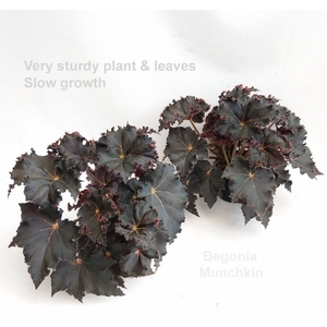 Begonia BD   ...