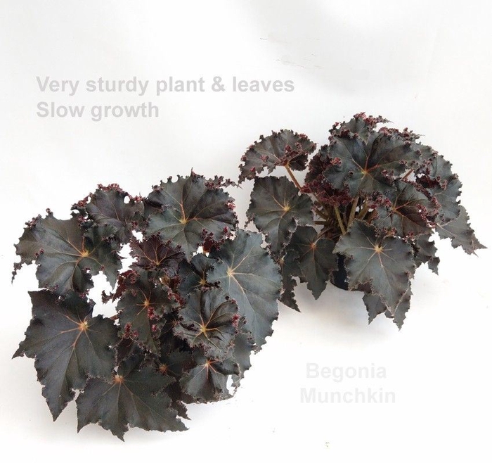 <h4>Begonia BD   ...</h4>
