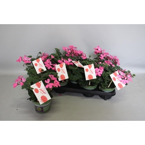 Pelargonium Calliope landscape Pink (+steeketiket)