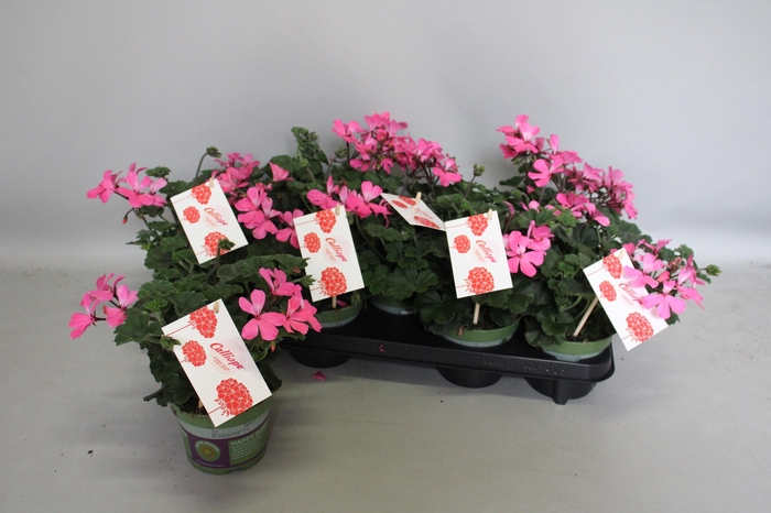<h4>Pelargonium Calliope landscape Pink (+steeketiket)</h4>