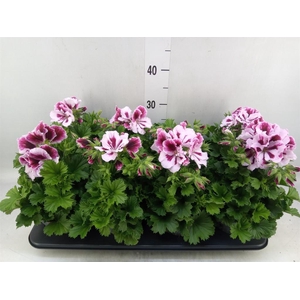 Pelargonium gran.   ..