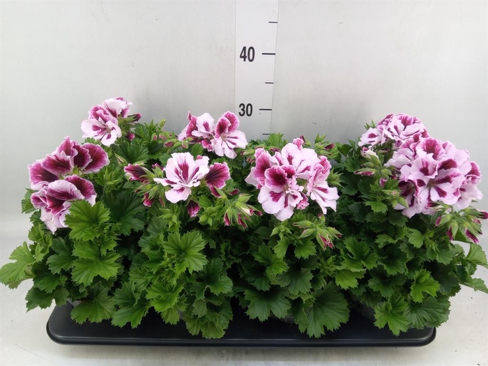 <h4>Pelargonium gran.   ..</h4>