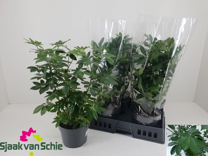 <h4>SCHEF AR OV</h4>