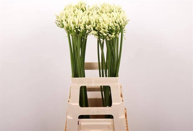 <h4>Agapanthus Gletsjer Kenia Marginpar</h4>