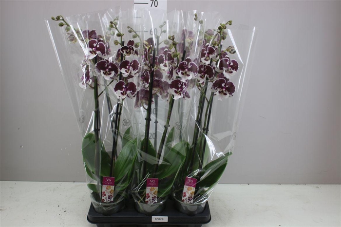 <h4>Phal Spider 2 Tak</h4>