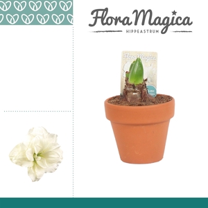 HIPPEAS KOLIBRI ALFRESCO TERRACOTTA