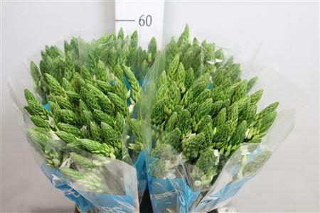 <h4>Ornithogalum thyrs. 'Mount Fuji'</h4>