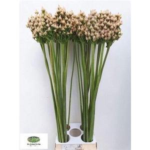 Allium Zaadbollen