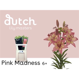 Li La Pink Madness 6+