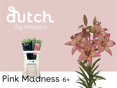 <h4>Li La Pink Madness 6+</h4>