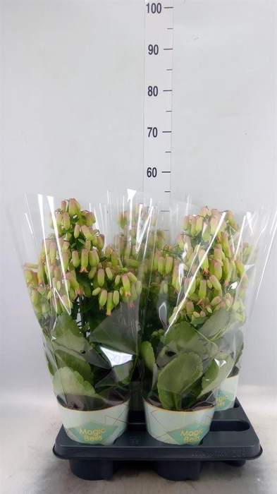 <h4>Kalanchoe  'Magic Bell'</h4>