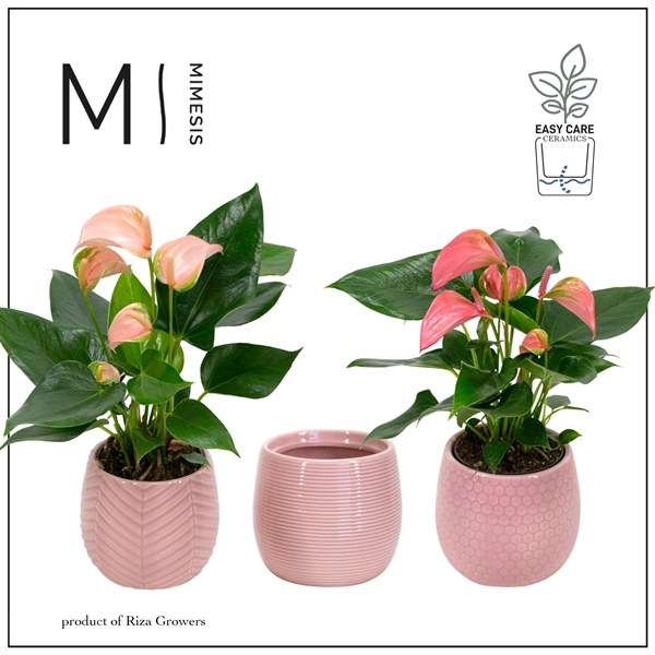 <h4>Anthurium Andreanum Grp gemengd</h4>