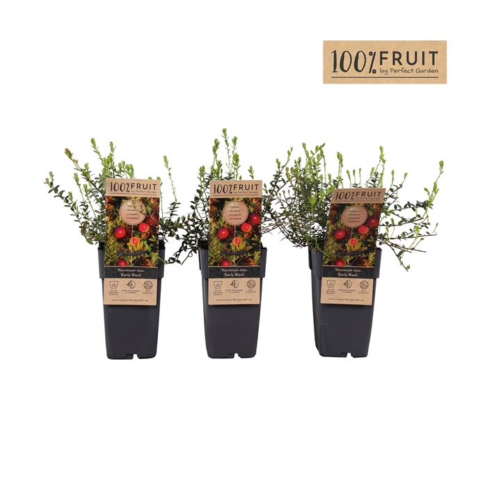 <h4>Vaccinium macr. Early Black P15</h4>