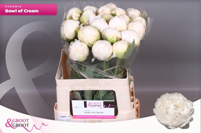 <h4>Paeonia Bowl Of Cream</h4>