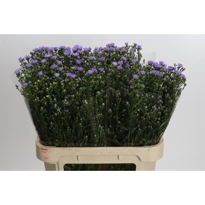 Aster Cassandra