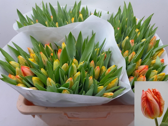 <h4>TU PA COMET</h4>