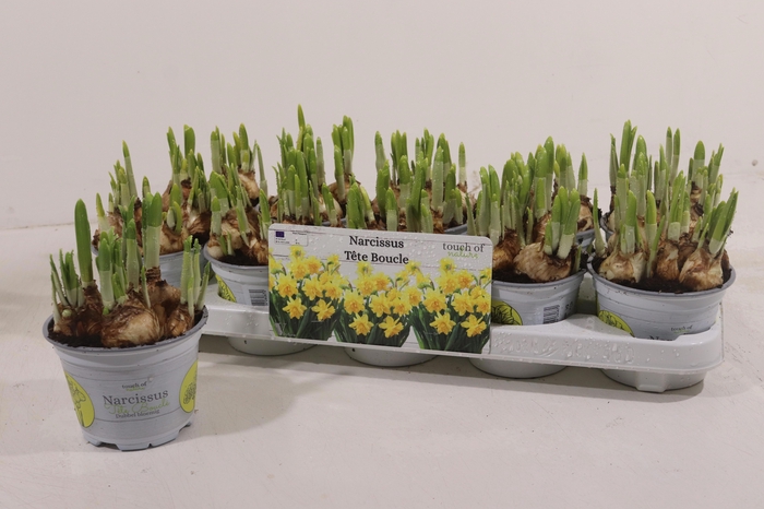 <h4>NARC D TETE BOUCLE</h4>