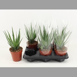 ALOE ARBORESCENS