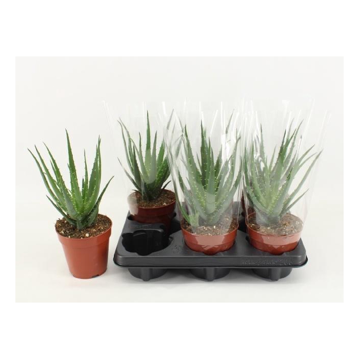 <h4>Aloe Arborescens</h4>