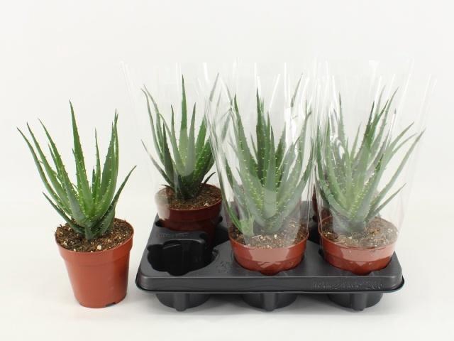 <h4>ALOE ARBORESCENS</h4>
