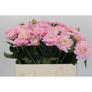 Dahlia Princess Kate