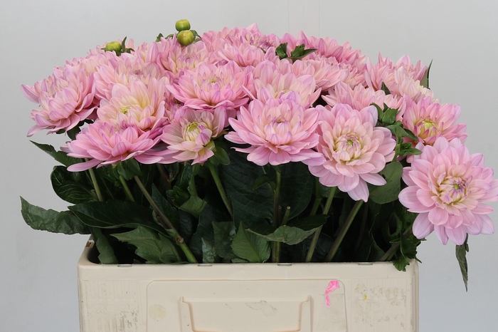 Dahlia Princess Kate
