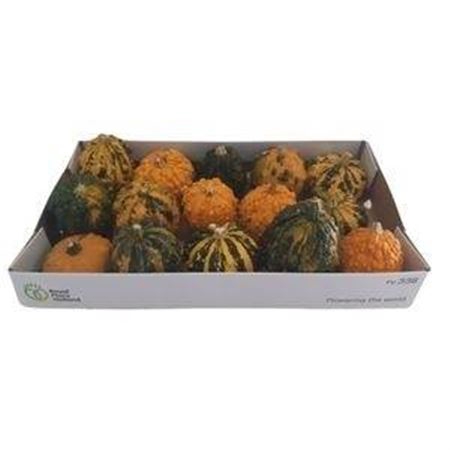 <h4>Sier Cuc P Wratten Mix X12</h4>